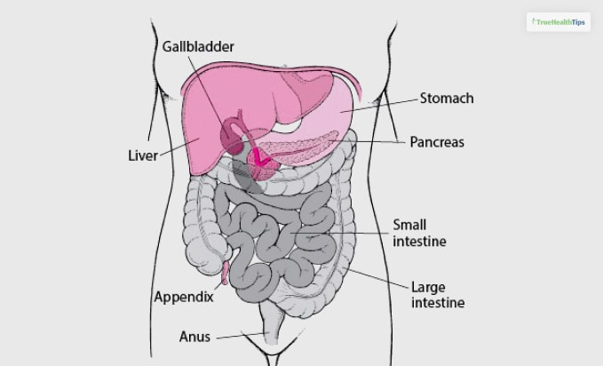 Small Intestine Problem