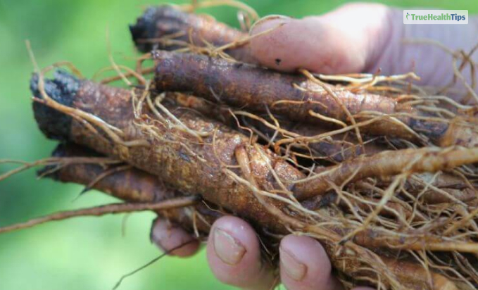 Burdock Root is A Natural Detox For Your Blood  