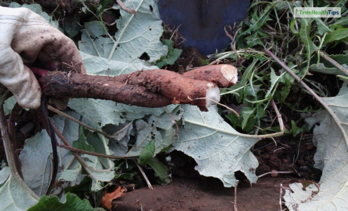 Why You Should Get The Natural Form  of Burdock
