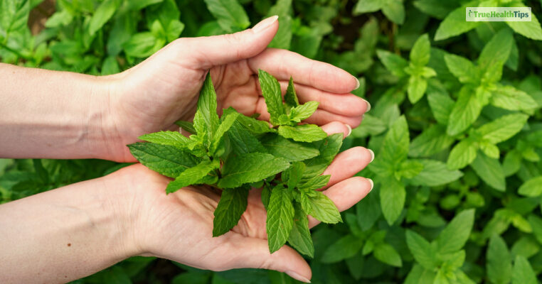 Benefits of Tulsi