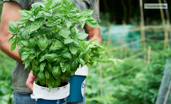 Holy Basil! Are they all the same?