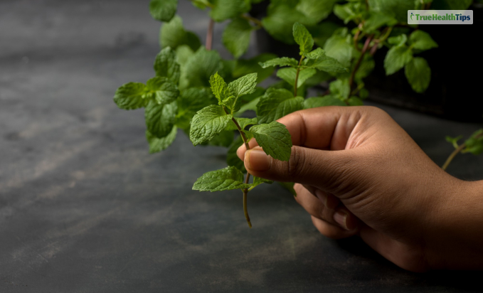 How Is Tulsi Helpful For Human Life? 