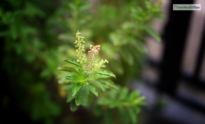 Physical Health Benefits of Tulsi   