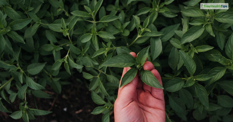 Tulsi benefits for hair